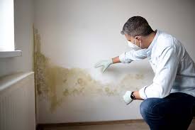 Why You Should Choose Our Mold Remediation Services in Verona, KY